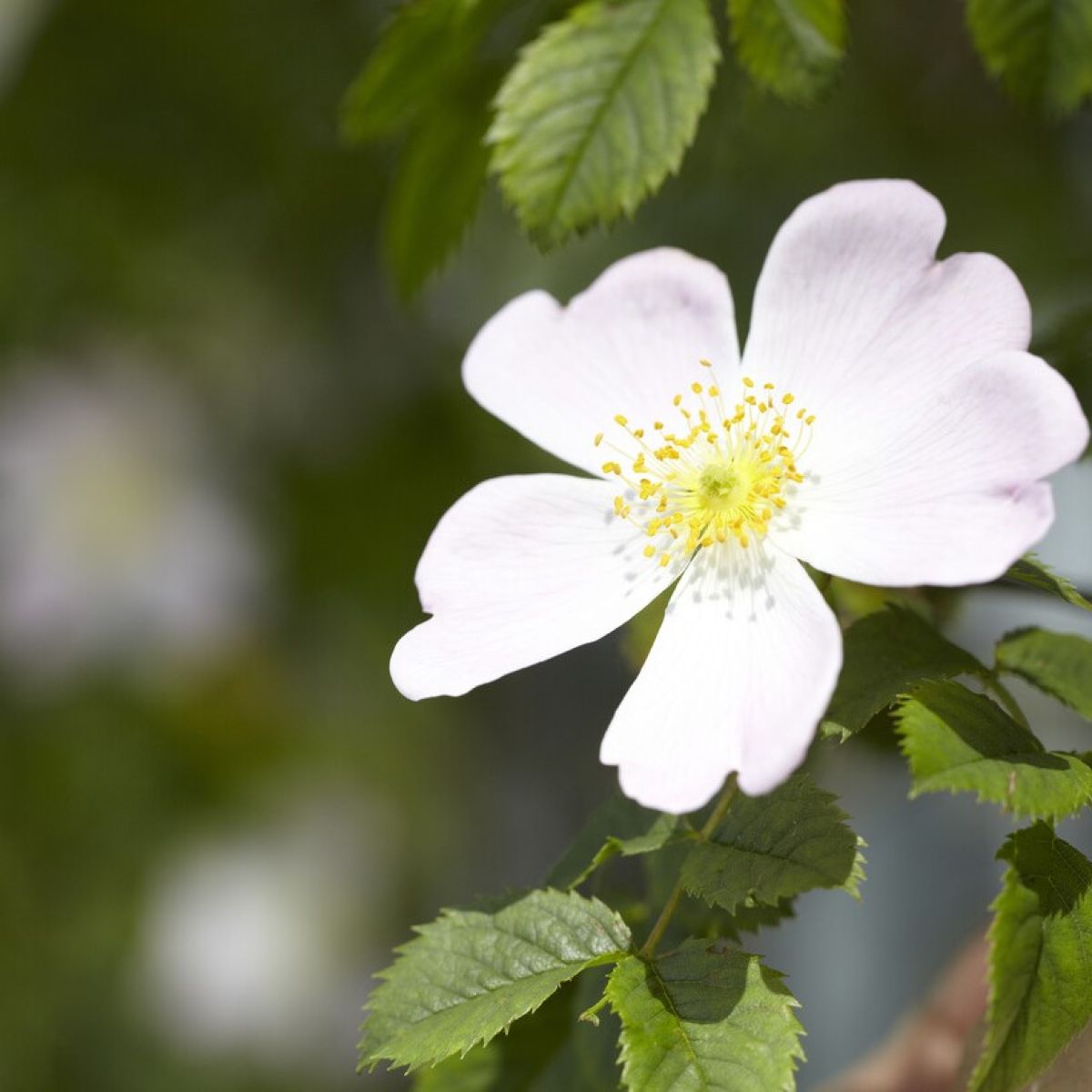 White (White scientific name) for planting in garden